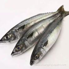 Frozen Pacific Mackerel 100-200 200-300g For Wholesale